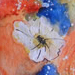 Anemonen in Orange